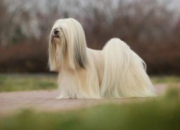 亚洲国产毛茸茸,探寻自然之美与民族风情